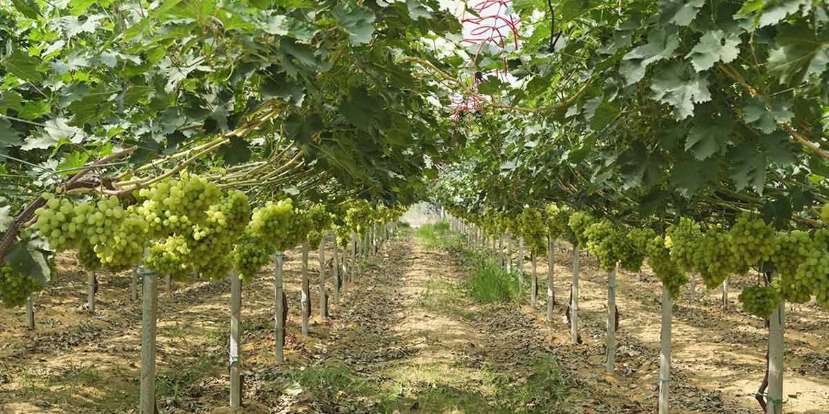 Op Agritalia impegnata contro lo spreco 